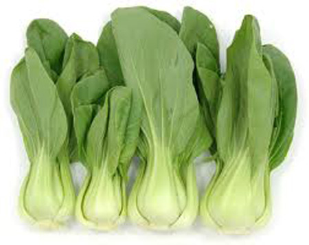 Vietnam High-Quality Fresh Chinese Cabbage
