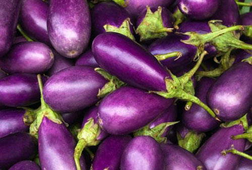 Vietnam High-Quality Fresh Organic Eggplant