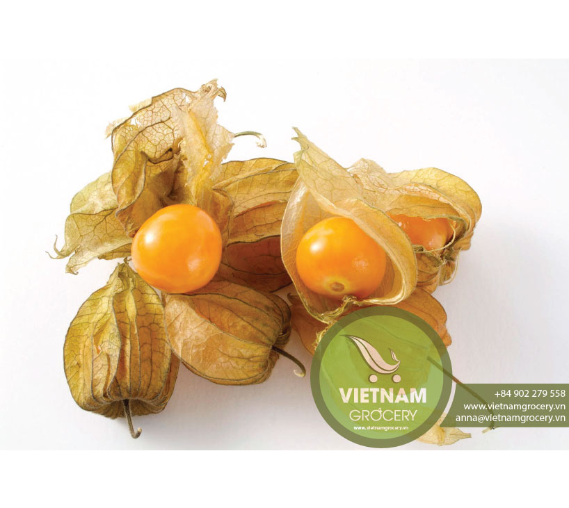 Vietnam Organic Fresh Yellow Golden Berry for Wholesale