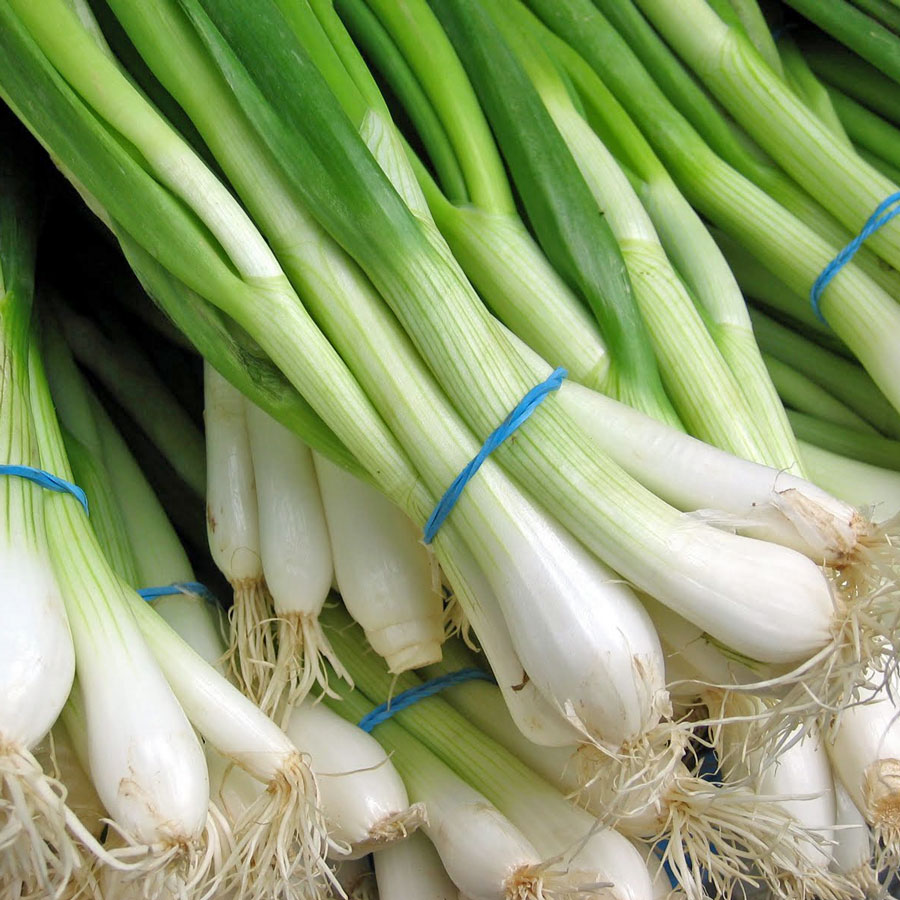 Vietnam High-Quality Fresh Spring Onion